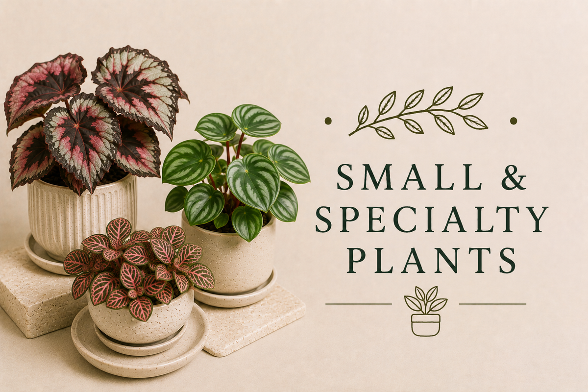 Small  Specialty Plants