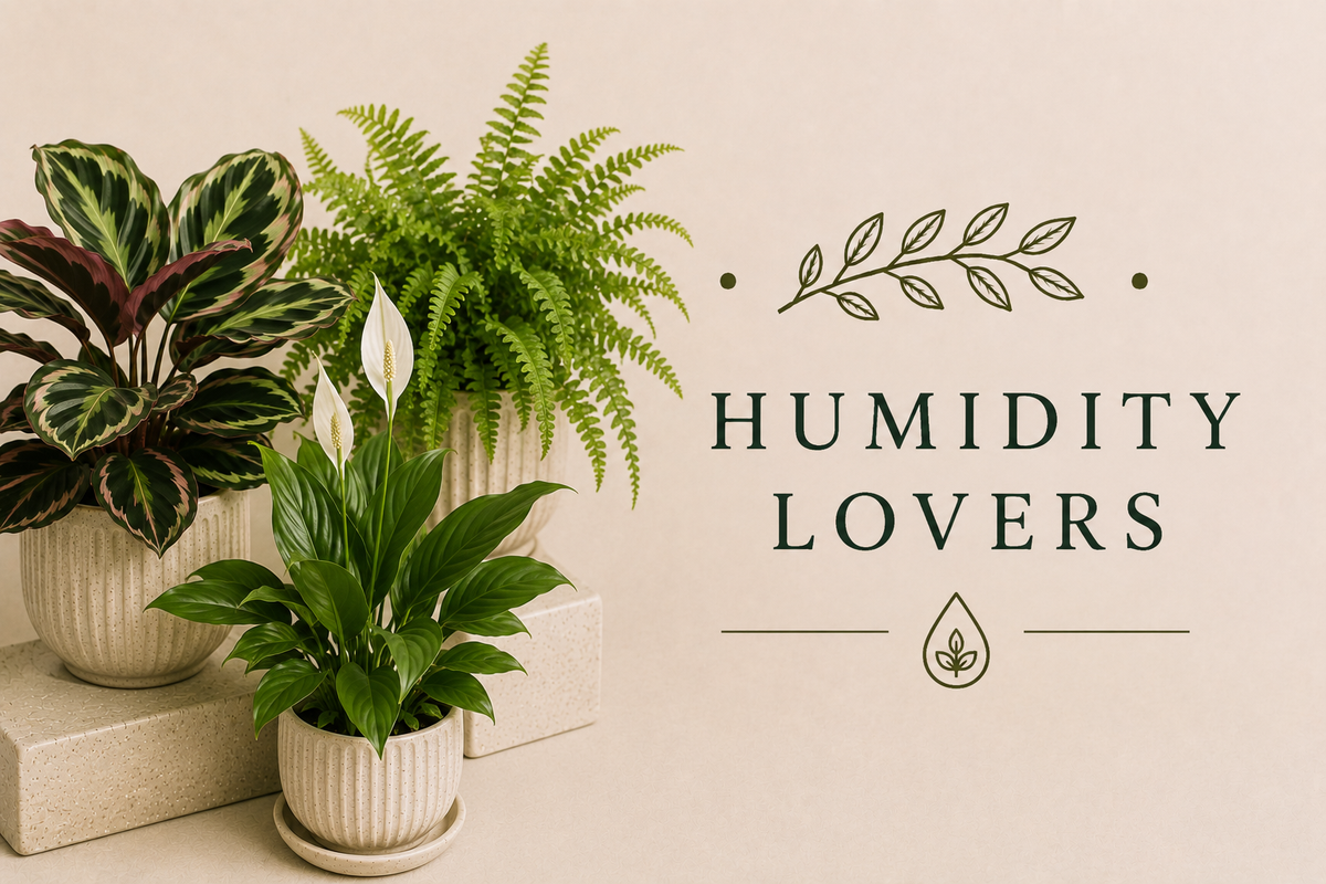 Humidity Lovers