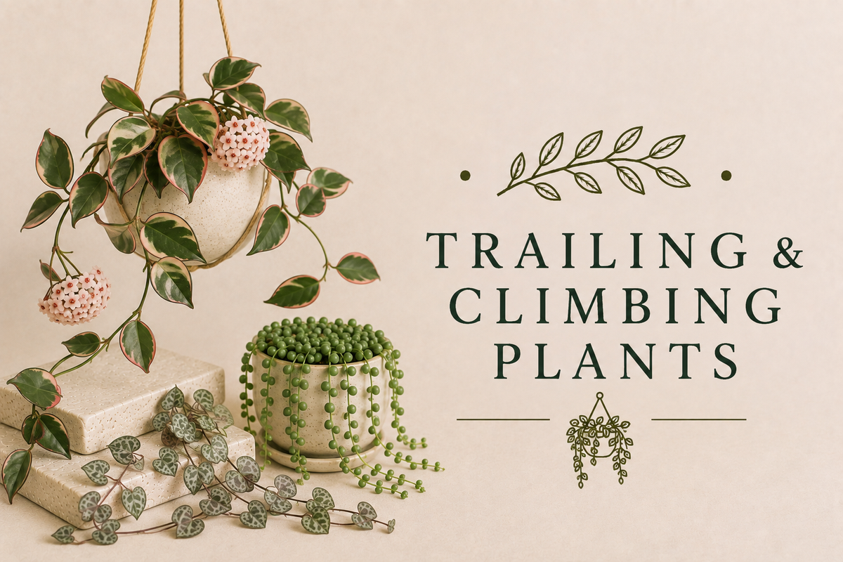 Trailing & Climbing Plants