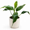 Peace Lilly