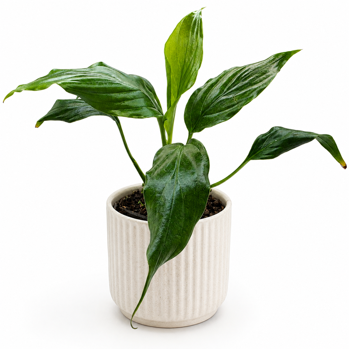 Peace Lilly